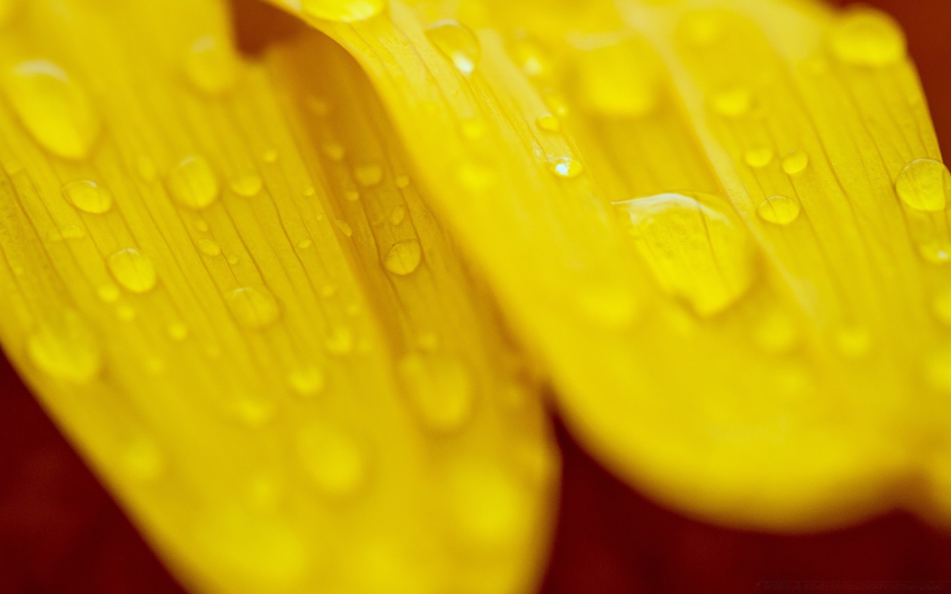 macro rocío gota escritorio color mojado primer plano naturaleza brillante agua salud flora lluvia hoja píldora saludable