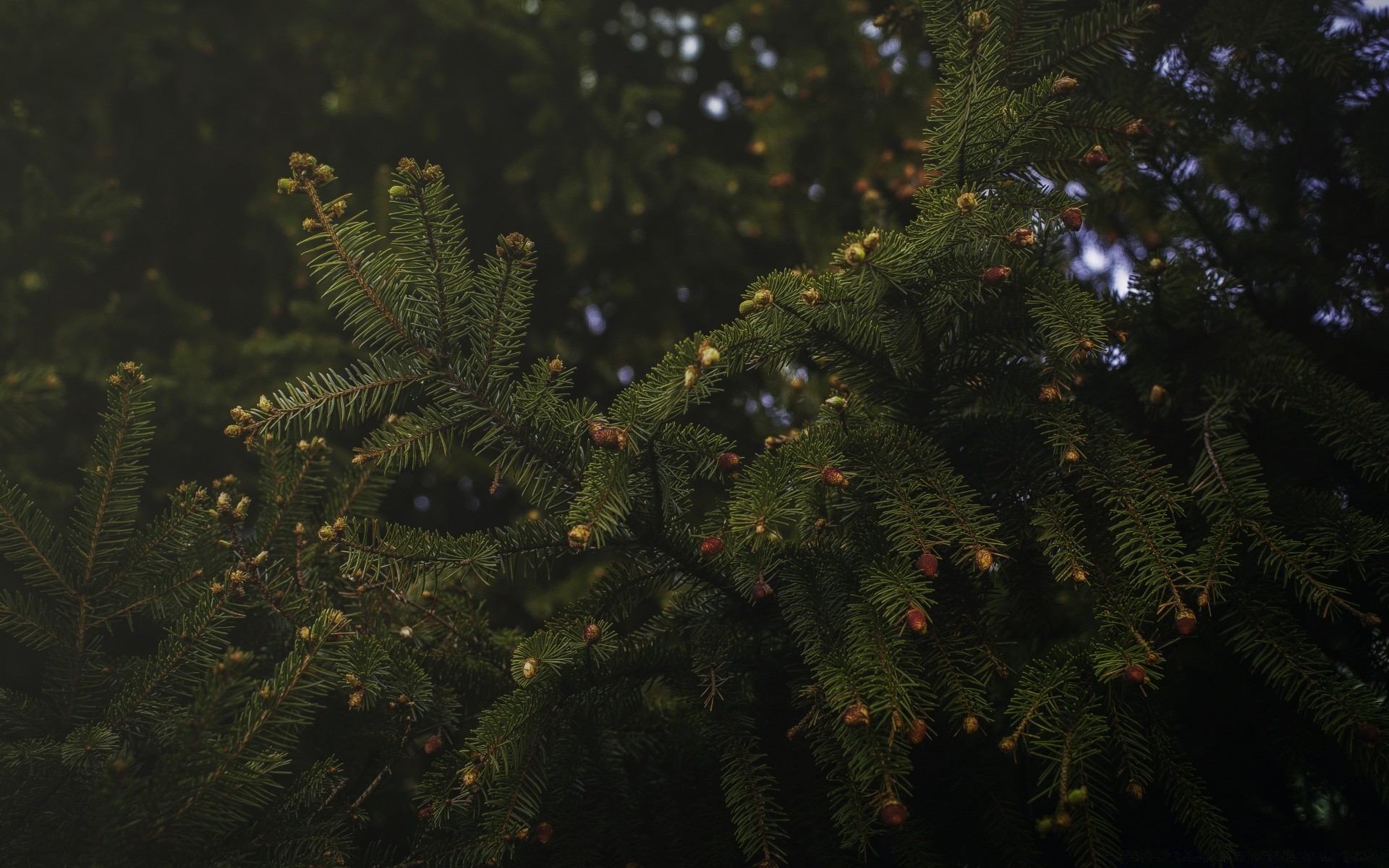 macro noël conifères arbre evergreen hiver sapin conifères fern aiguille pin branche sapin lumière feuille vacances amabilis sapin