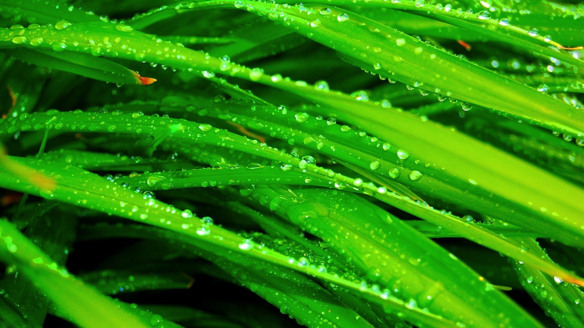 微距摄影 植物群 叶 露 生长 秋天 雨 花园 新鲜 刀片 自然 郁郁葱葱 湿 滴 特写 滴 清洁 环境 草