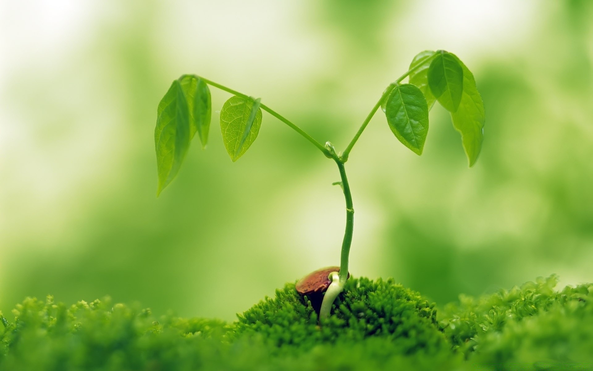 macro leaf growth flora nature garden lush summer grass ecology environment rain dew blur drop