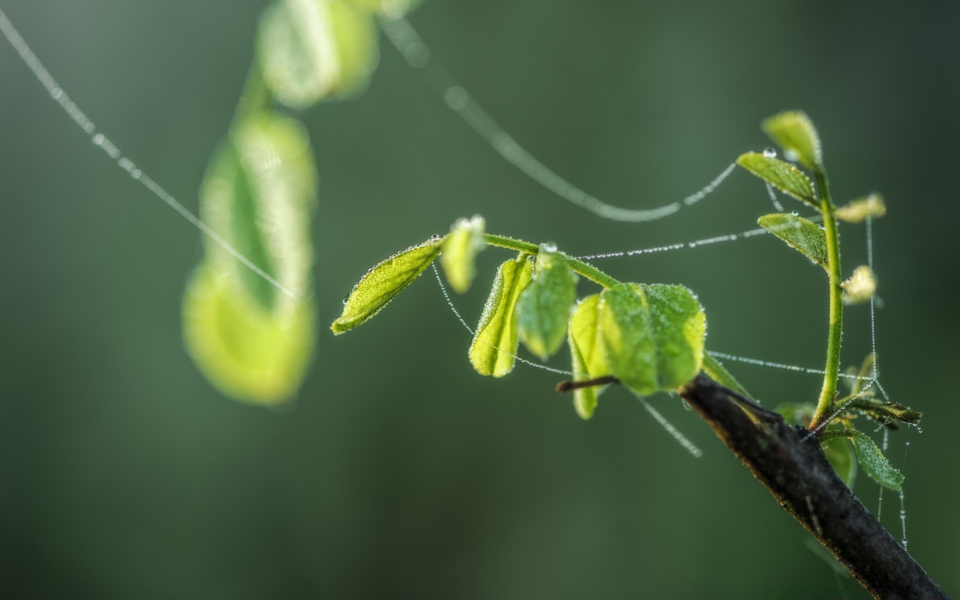 makro fotoğrafçılığı yaprak flora doğa bahçe böcek yağmur yakın çekim çiy yükselen düşen ortamlar açık havada omurgasızlar şube renk yanında