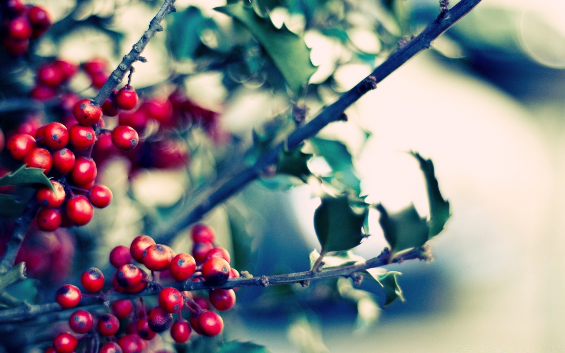 macro branche arbre fruits feuille nature flore baie jardin couleur nourriture fleur saison cerise flou gros plan pomme