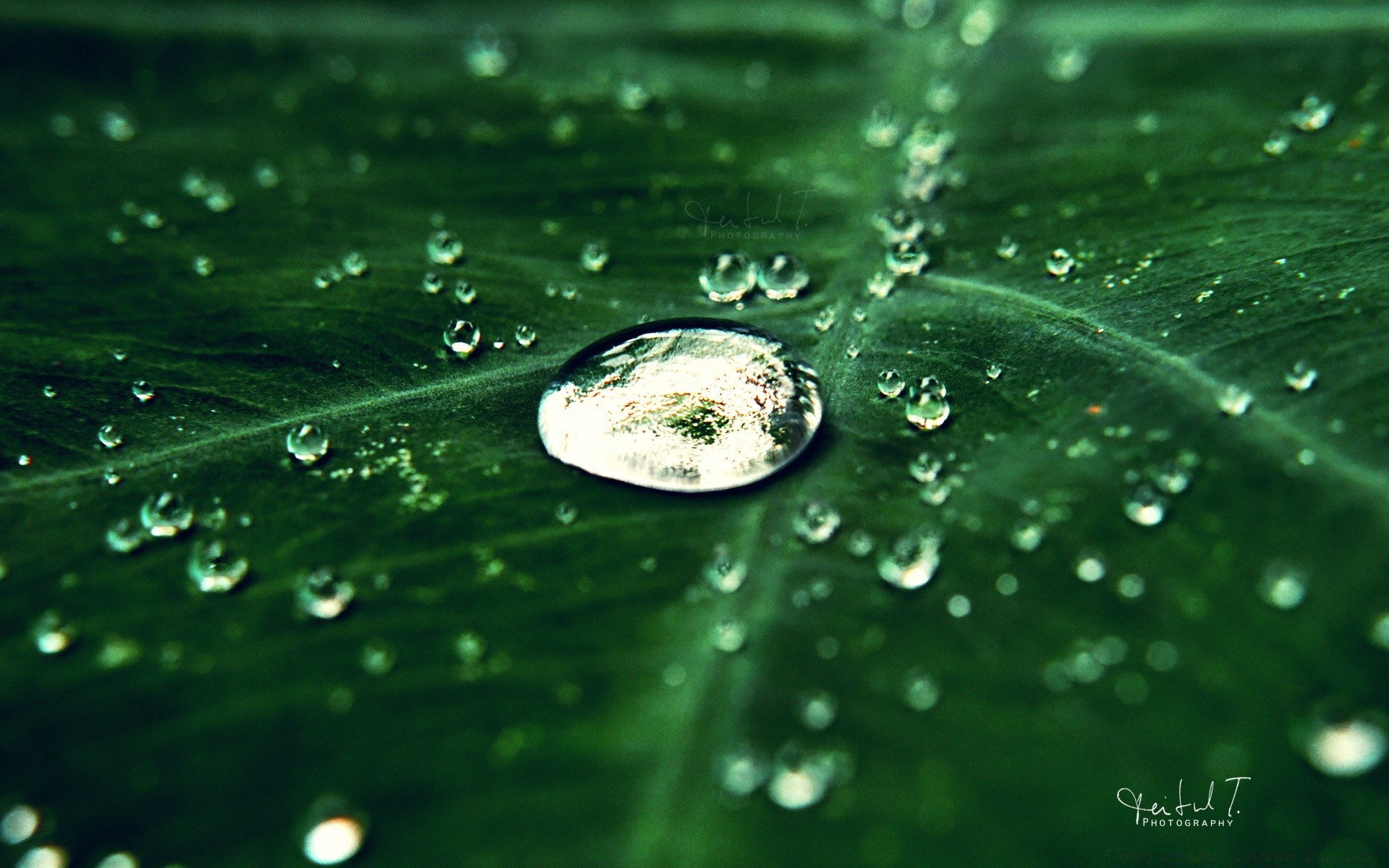 macro goccia bagnato pioggia rugiada acqua gocce pulito liquido pulito splash bolla gocce foglia turchese freschezza waterdrop chiaro natura