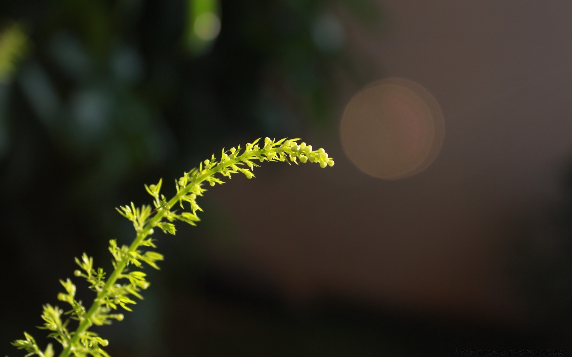 makro rozmycie natura liść flora kwiat drzewo na zewnątrz kolor