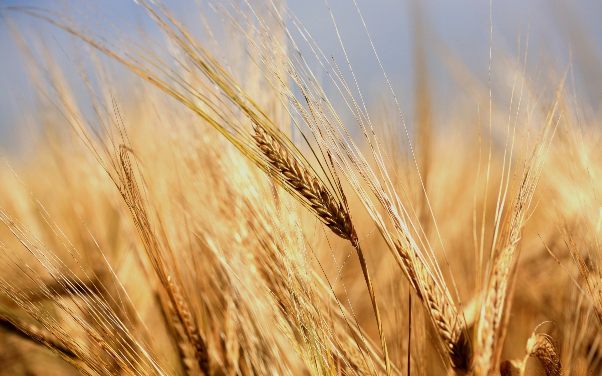 macro wheat cereal bread rye straw corn pasture rural barley crop gold flour seed farmland countryside farm hay field