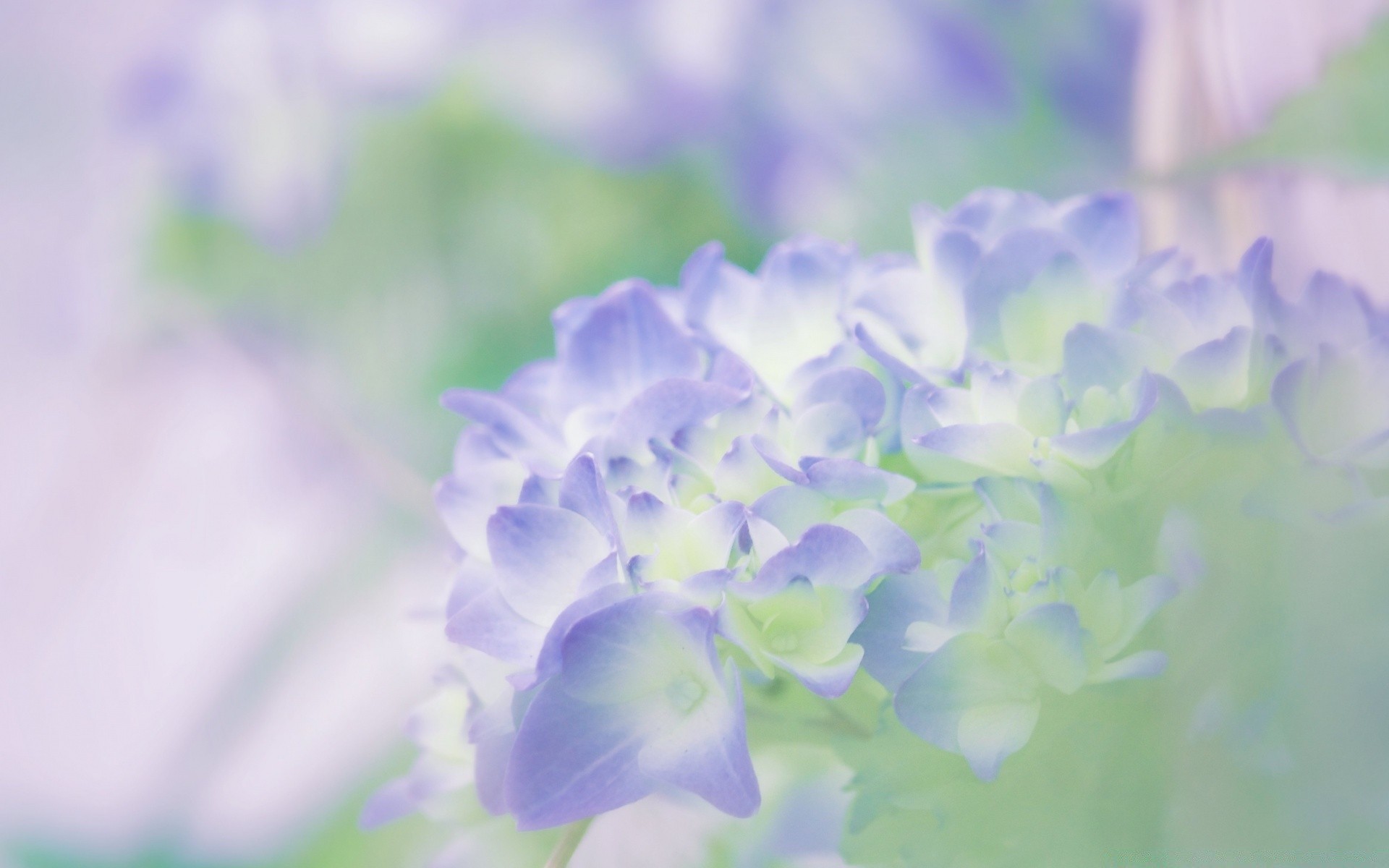 macro nature flower flora summer garden leaf close-up floral color growth beautiful field blooming petal bright violet season blur