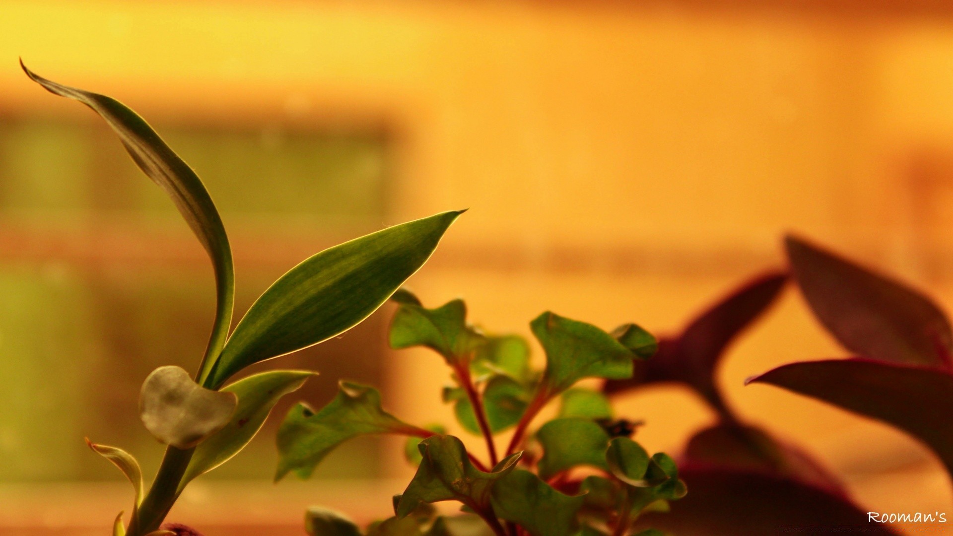 macro leaf nature blur flora still life flower