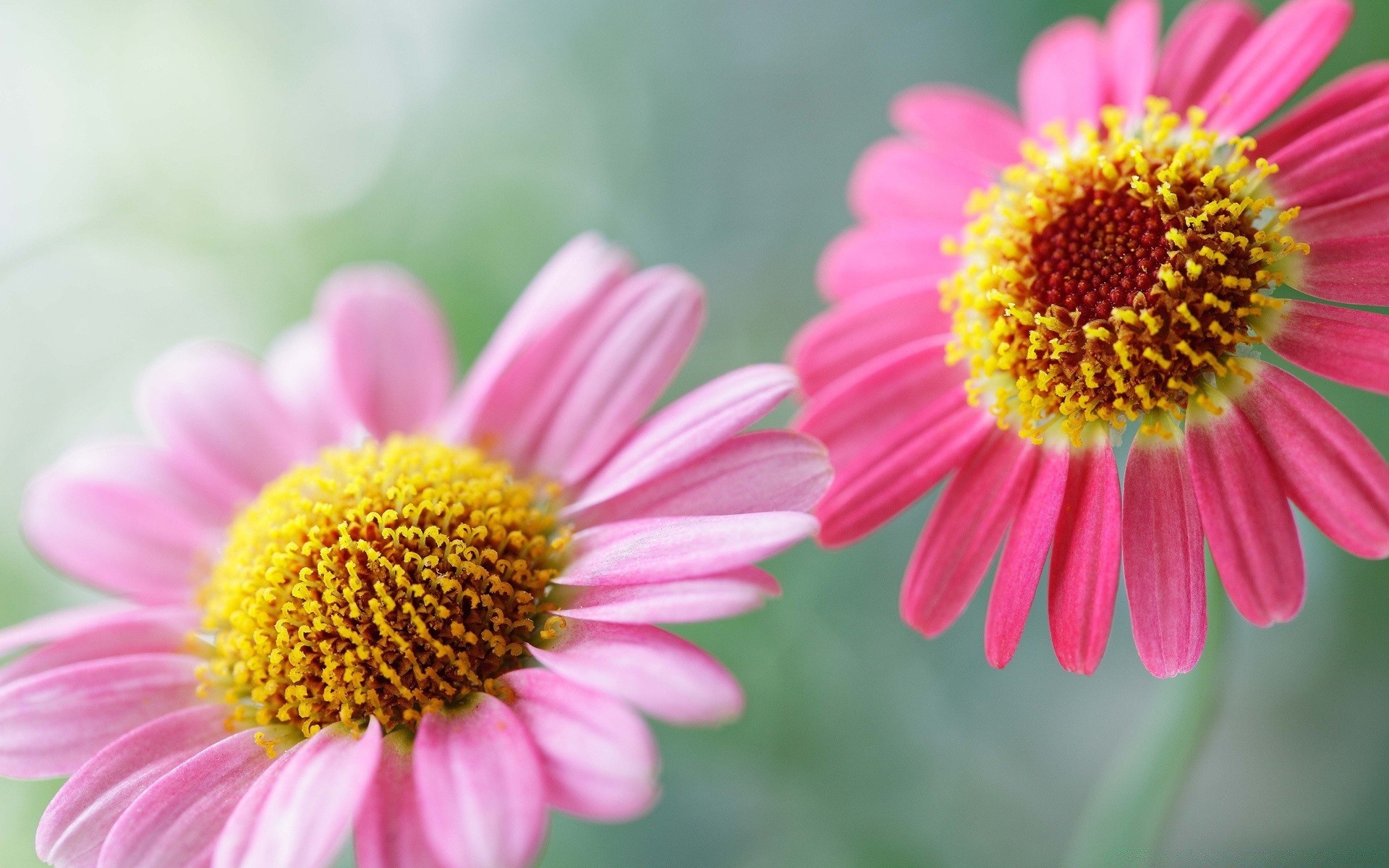 macro flower nature summer flora petal bright close-up floral garden color blooming beautiful chamomile pollen growth leaf botanical