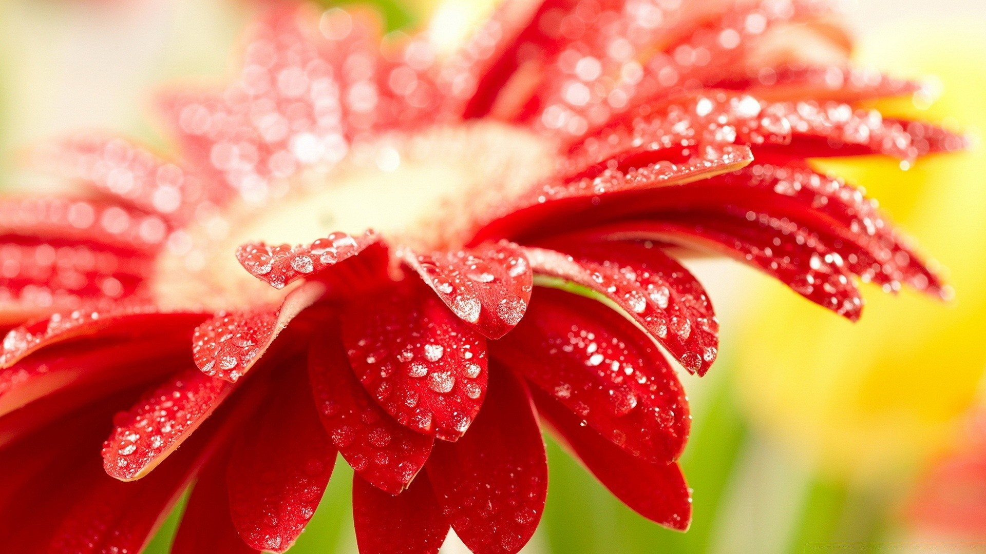 makroaufnahme natur blume sommer tau schön flora farbe schließen hell blatt garten