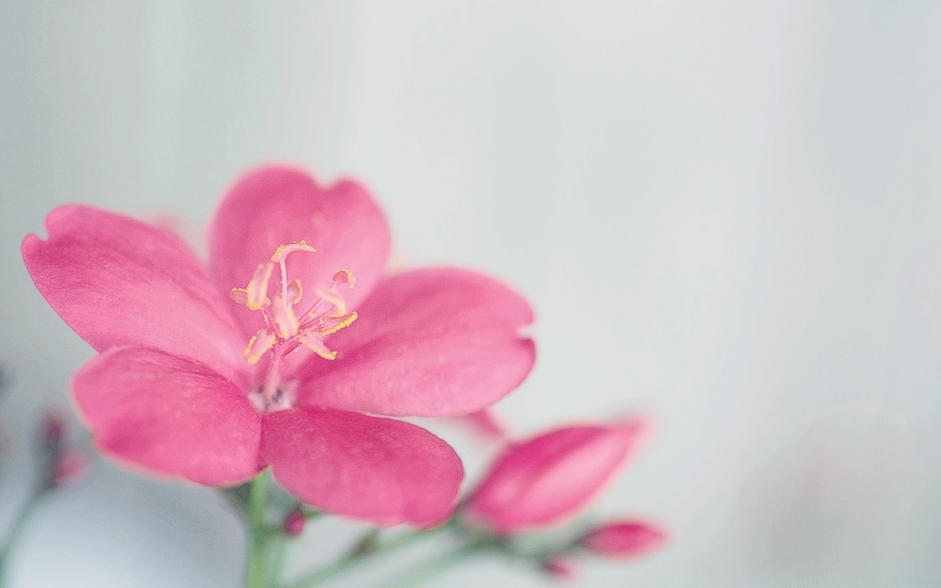 macro nature flower leaf delicate summer flora bright growth blur