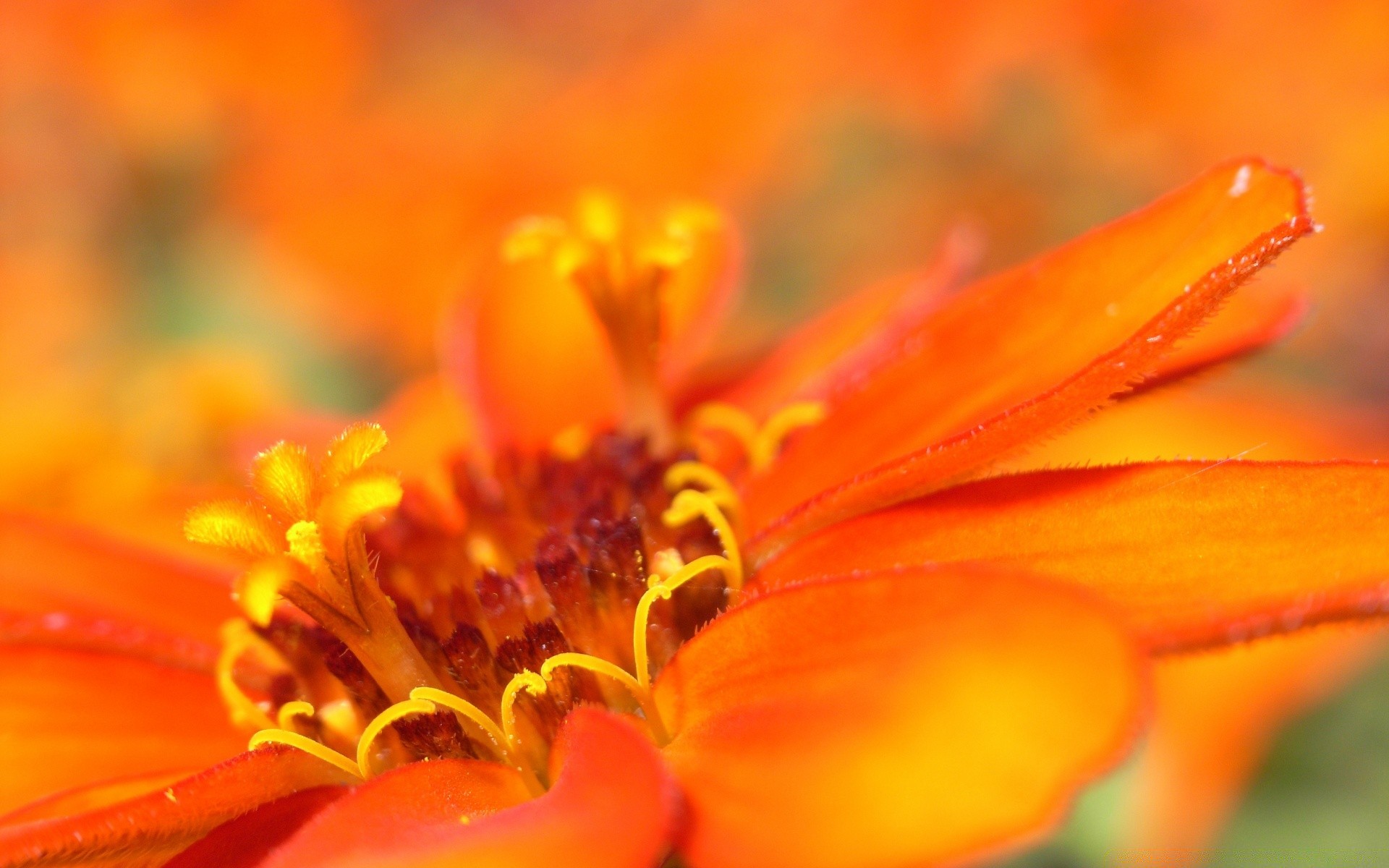 makroaufnahme blume natur unschärfe sommer flora hell garten blütenblatt im freien blatt blumen farbe