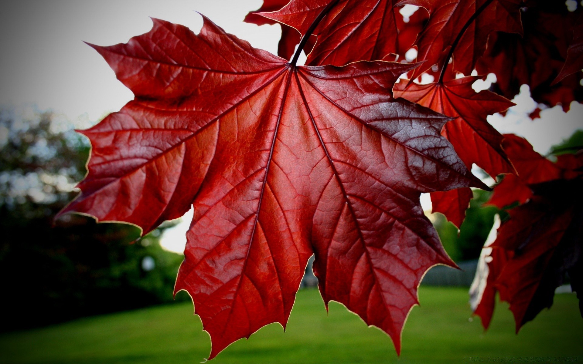 makroaufnahme blatt herbst ahorn hell im freien natur farbe