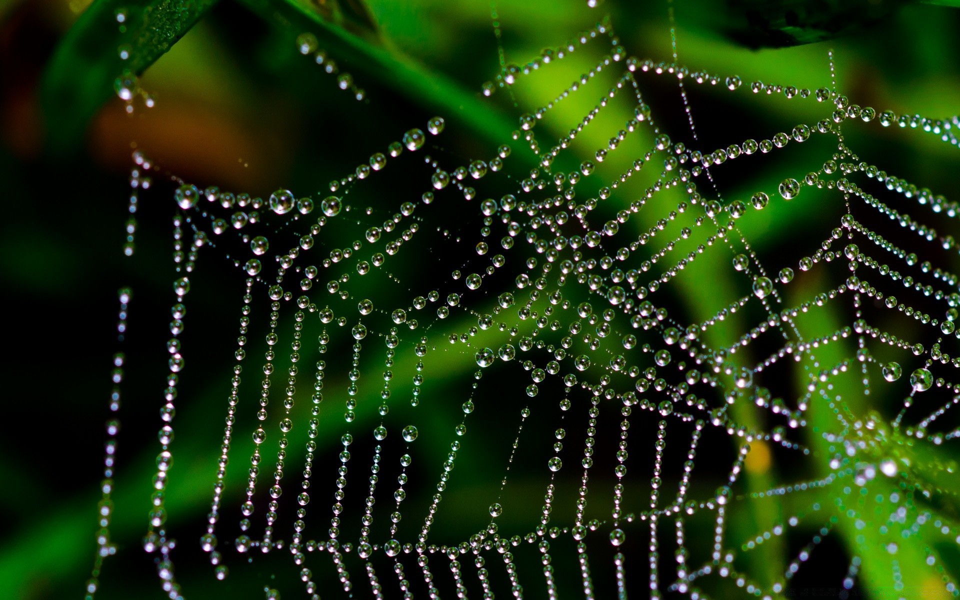 macro aranha teias de aranha armadilha teias de aranha orvalho web aracnídeo natureza complexidade conectar chuva rede inseto queda padrão assustador abstrato fio