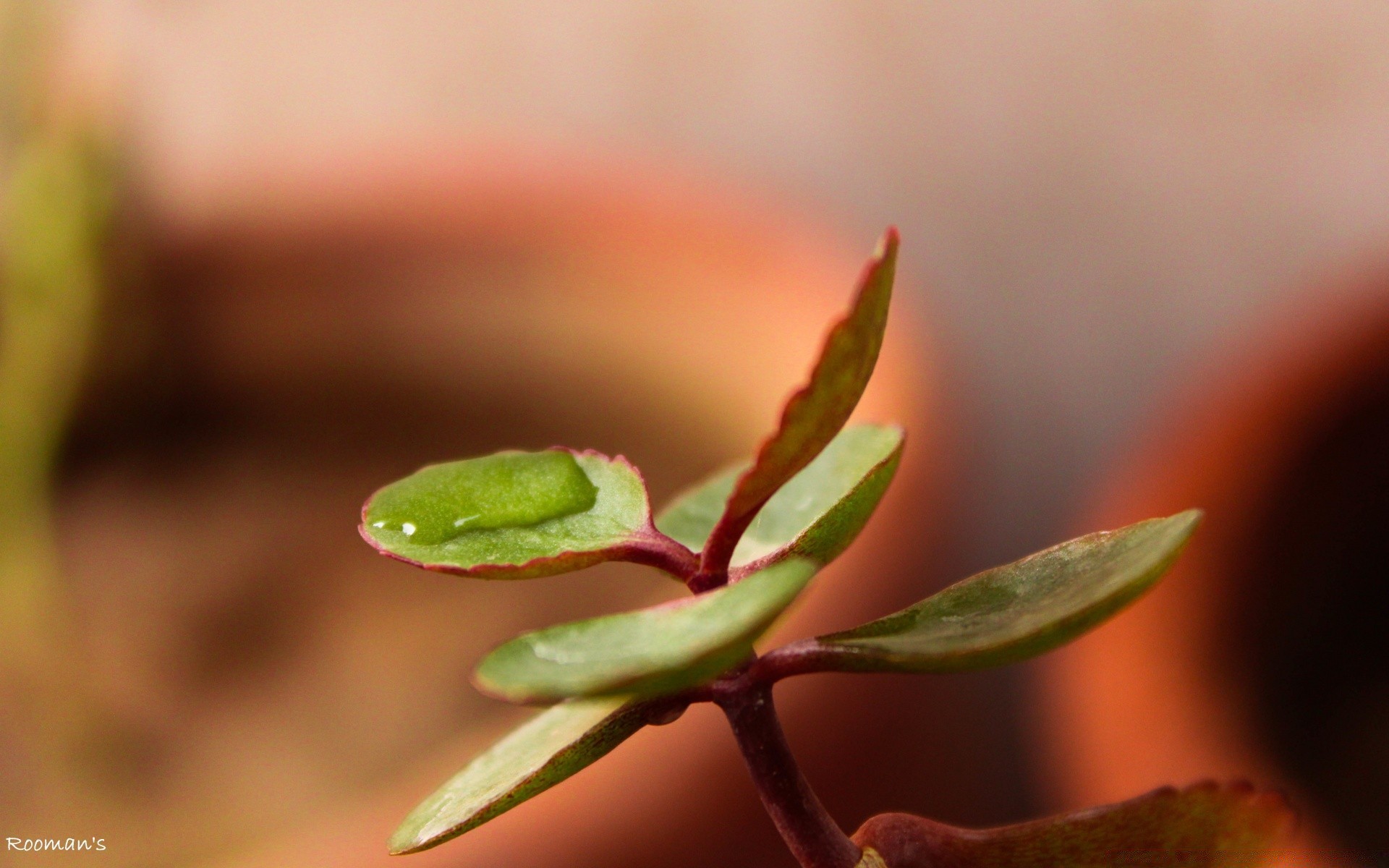 微距摄影 叶 自然 模糊 植物 生长 户外 雨 dof 小 花园 露