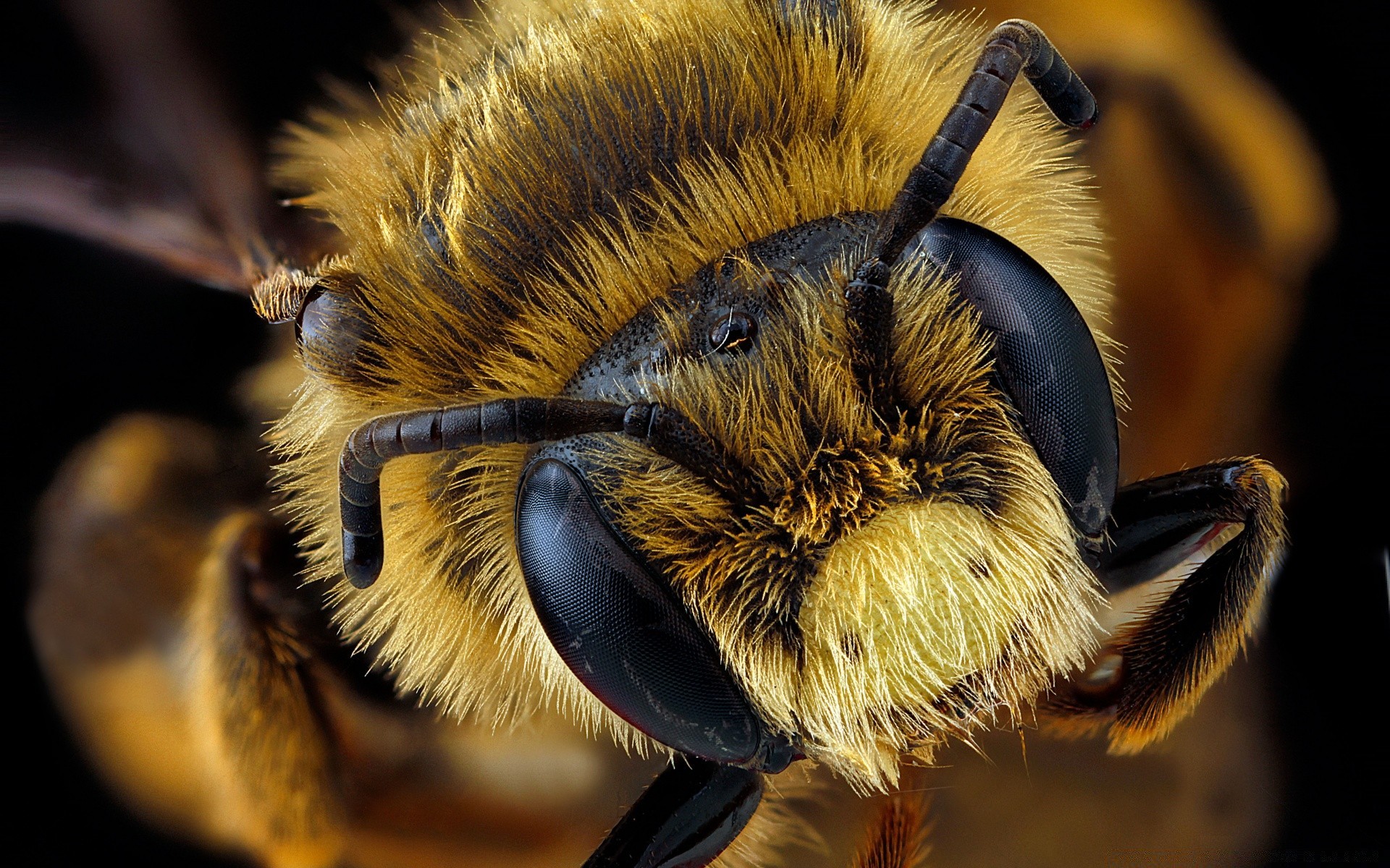 macro inseto abelha natureza animal vida selvagem mel voar selvagem invertebrados pássaro asa