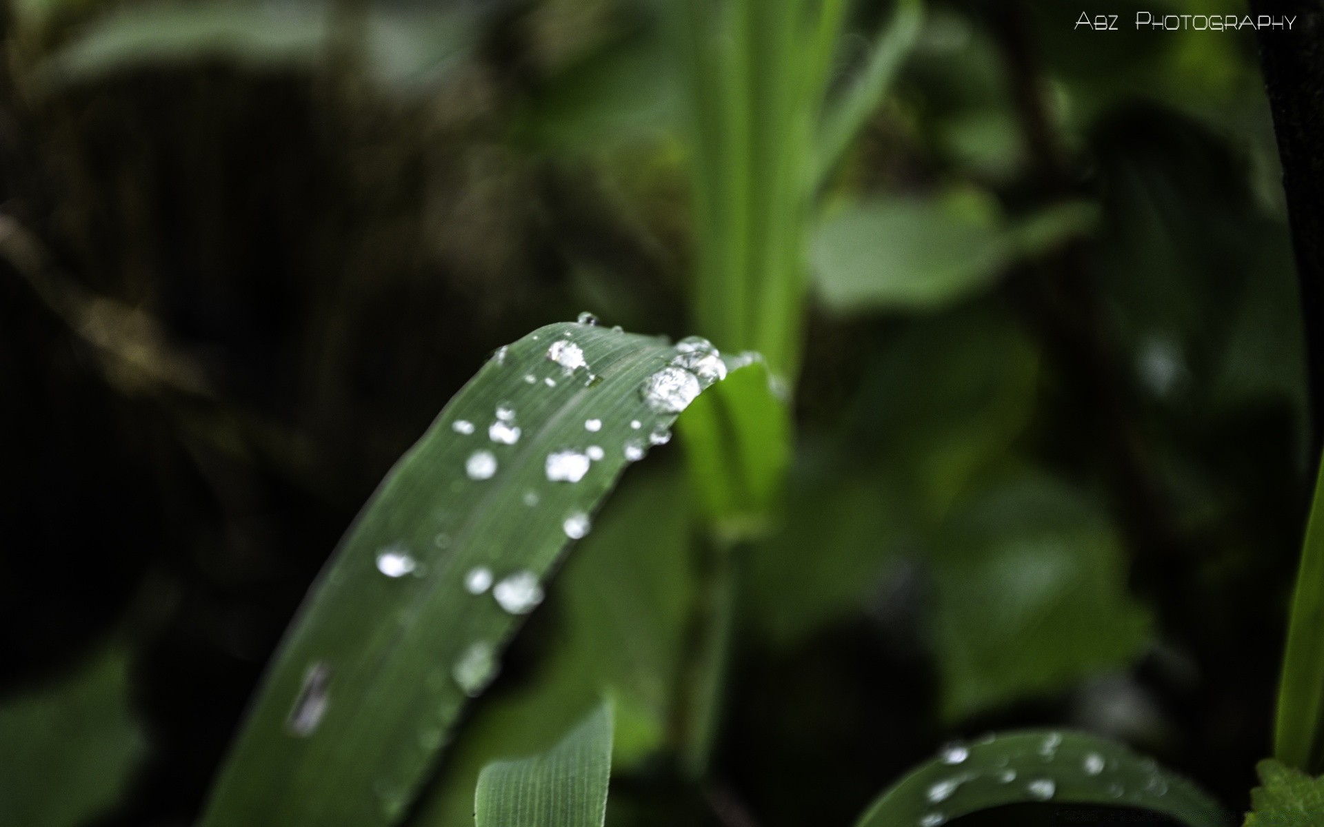 macro folha chuva natureza ao ar livre flora queda crescimento orvalho jardim ambiente água verão molhado