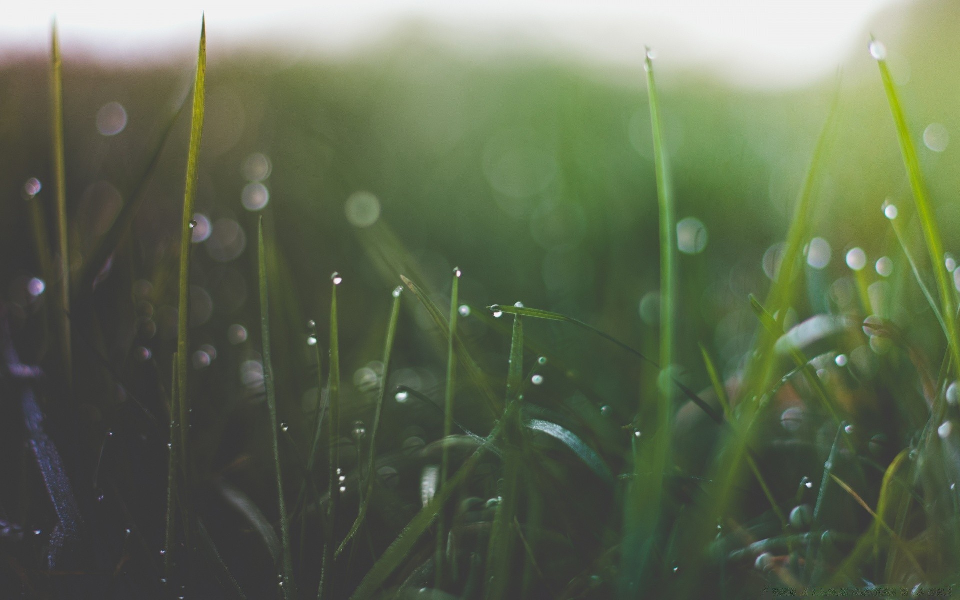 macro grass flora rain garden lawn drop dew environment hayfield dawn summer field light growth leaf nature flower sun blade water