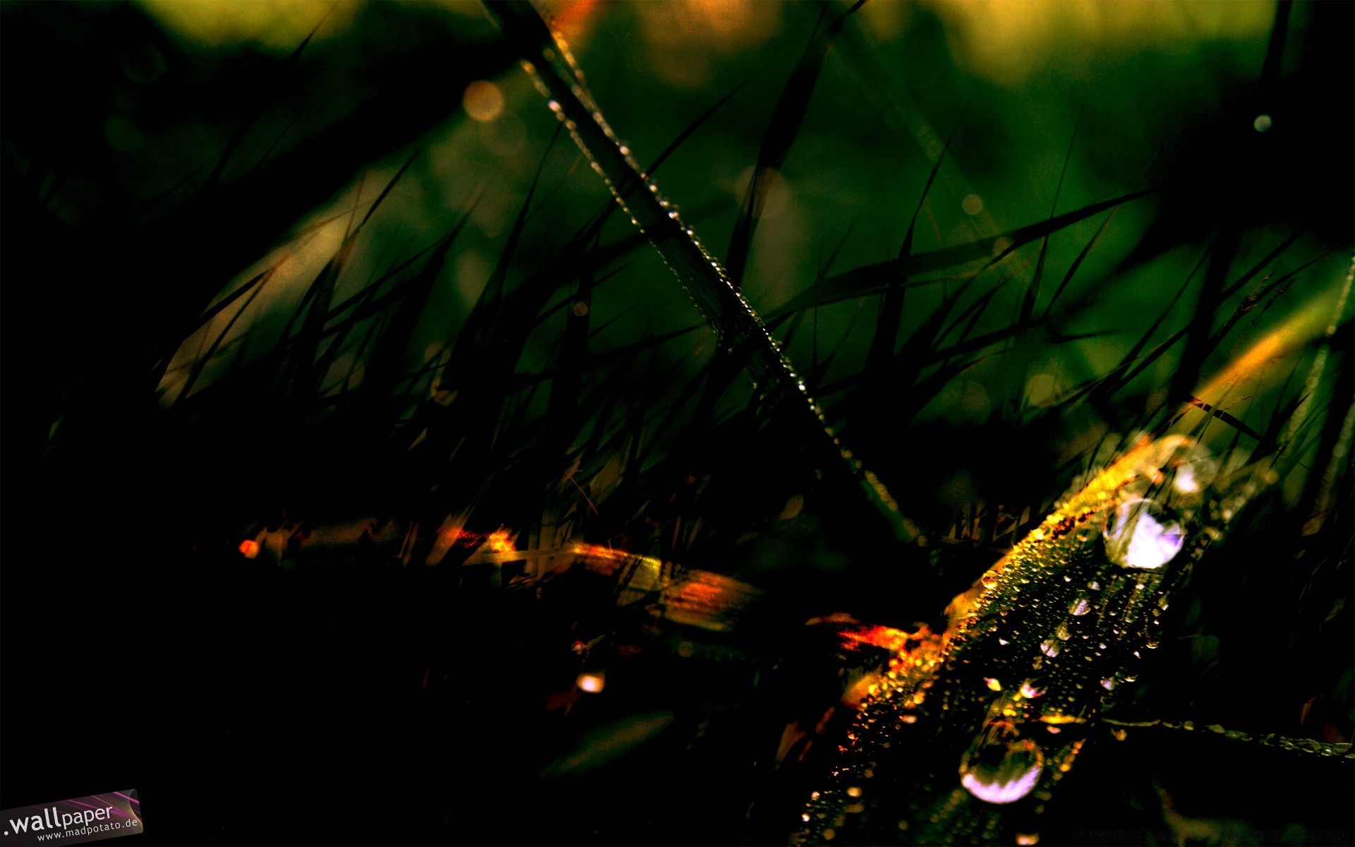 macro luz desenfoque al aire libre lluvia hoja jardín agua amanecer naturaleza iluminado madera