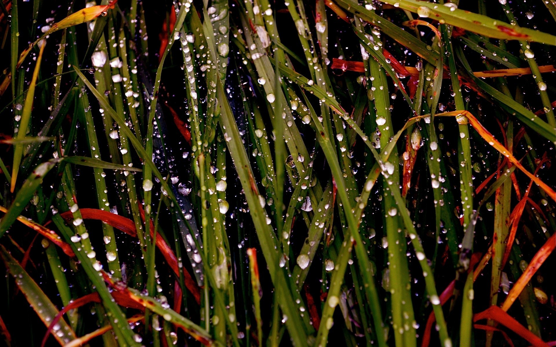 macro color lluvia naturaleza hierba jardín hoja flora textura escritorio al aire libre amanecer comida luz rocío abstracto primer plano verano gota