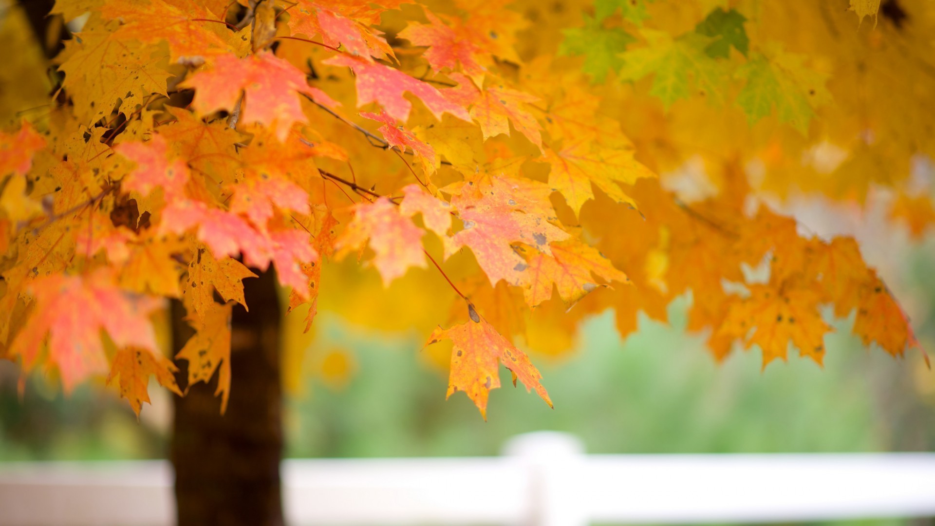 leaves fall leaf maple season bright color tree nature vibrant change flora desktop park outdoors gold wood branch