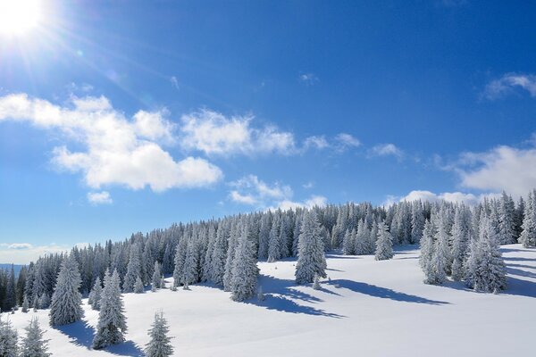 Frostiger Tag im Winterwald