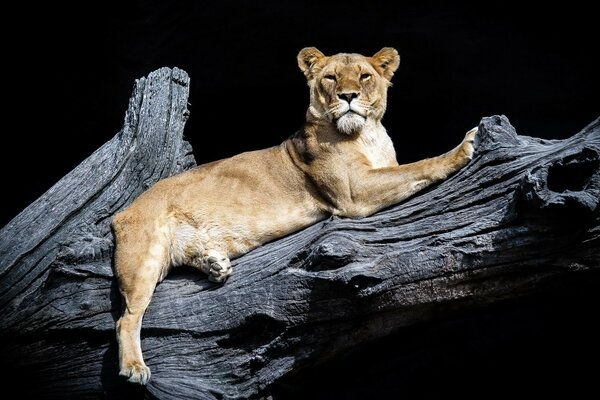 Die Löwin ist die Königin der Wildnis