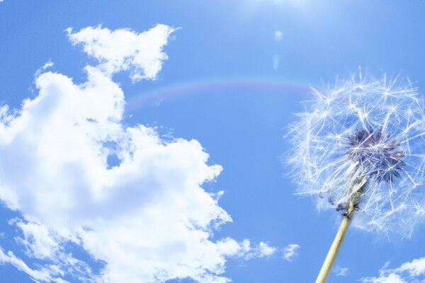 Diente de León maduro contra el cielo azul