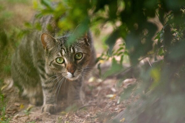 The cat is hiding and ready to attack