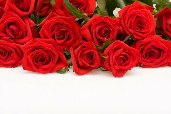 Scarlet roses on a white background