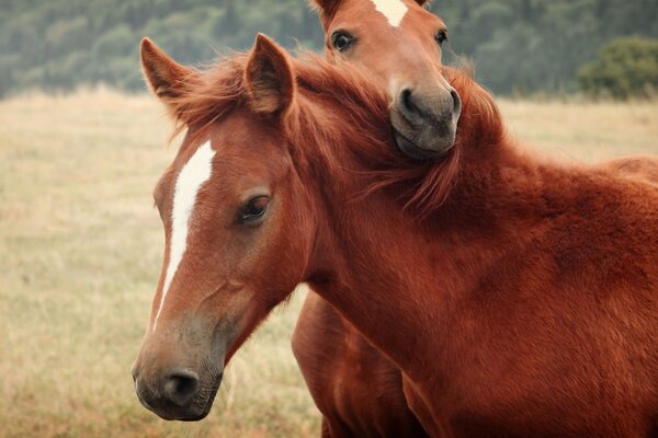 Two horses grazing in a meadow