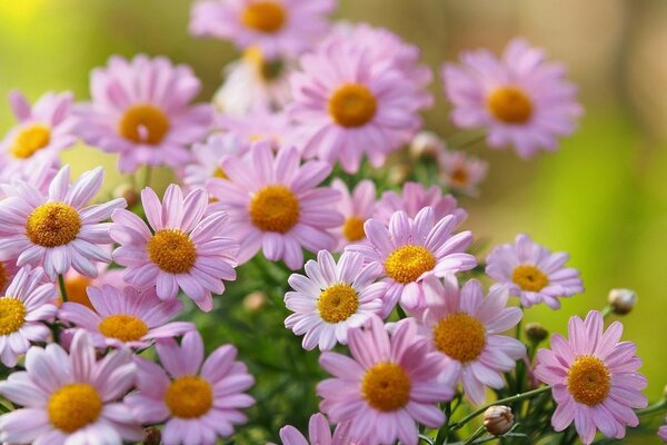 Beau bouquet de fleurs d été