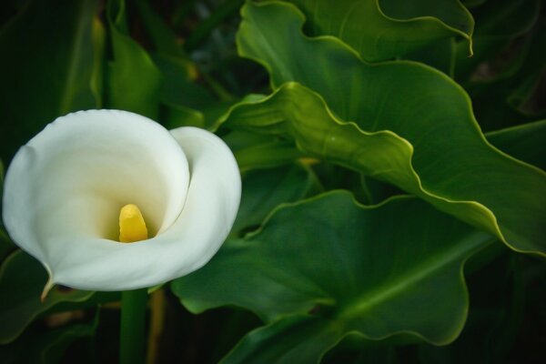 Hermosa flor blanca con centro amarillo