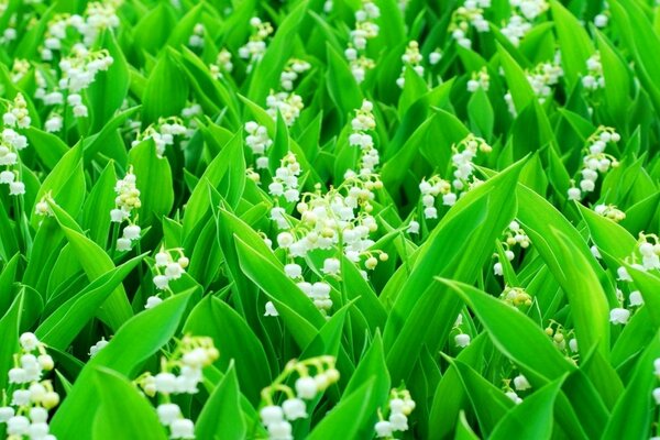 Eine Lichtung weißer Blumen in der Natur