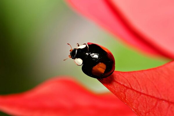 Coccinella su foglia rossa