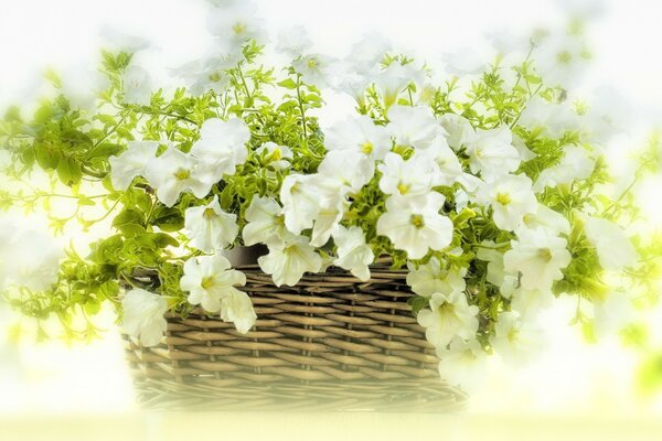 Flowers in a basket on a blurry background