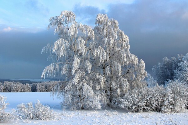 Árvore sob o casaco de neve branco