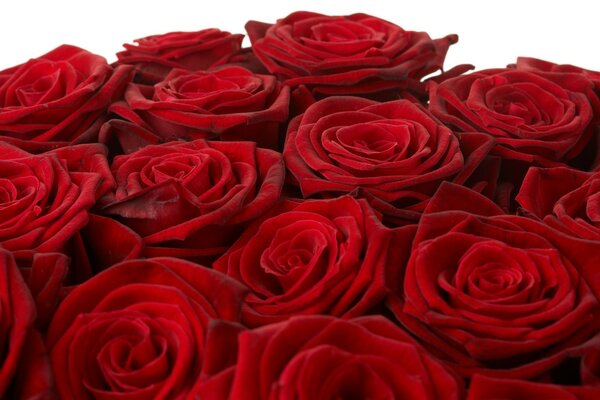 Roses de velours rouge vif