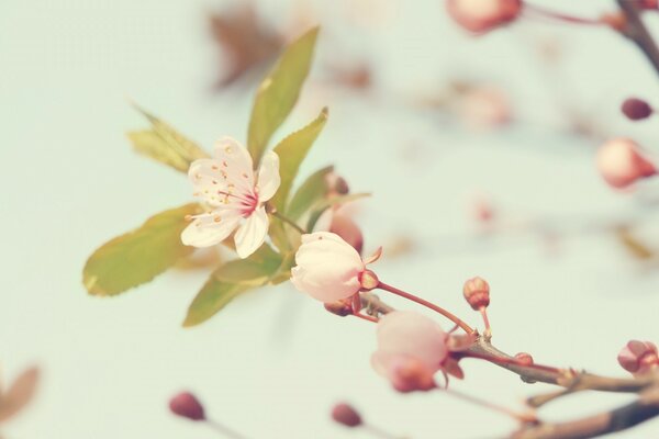 Kirschblüte in der Natur unter Makroaufnahmen