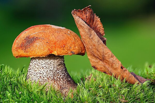 Macro de champignons à l automne dans l herbe