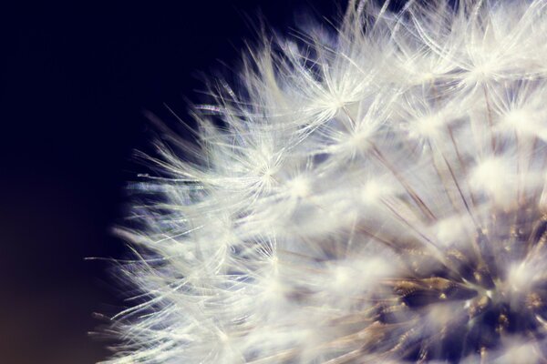 Macro fotografía de un diente de León blanco peludo