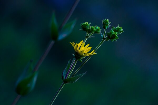 Macro photography of dried flowers. Dandelion, Mother