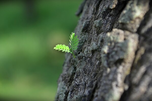 Macro photography of nature outdoors