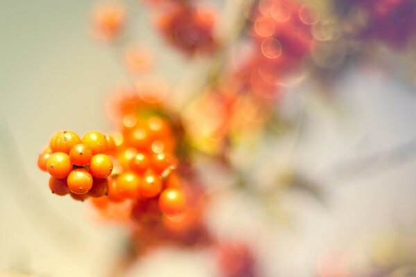 Berries macro photography blurred background