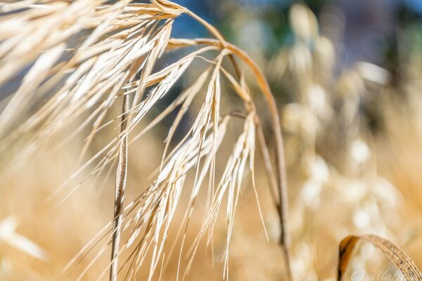 Tahıl ürünlerinin makro fotoğrafçılığı