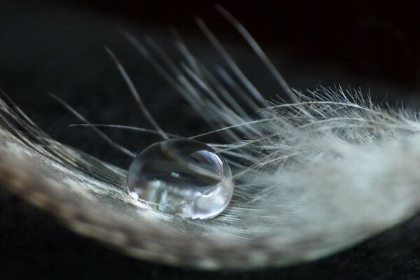 A drop of water on a bird s feather