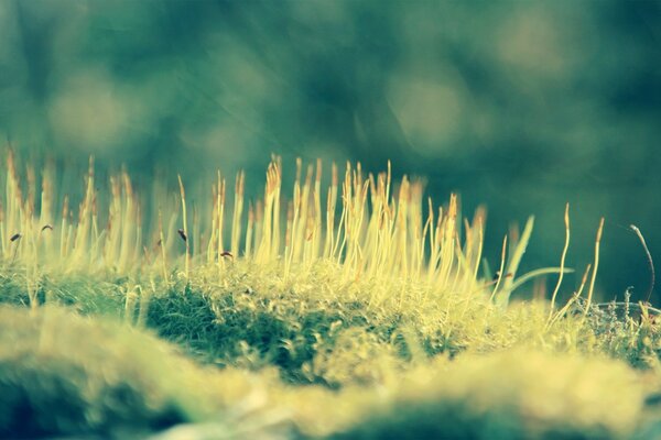 Grass on the field close-up