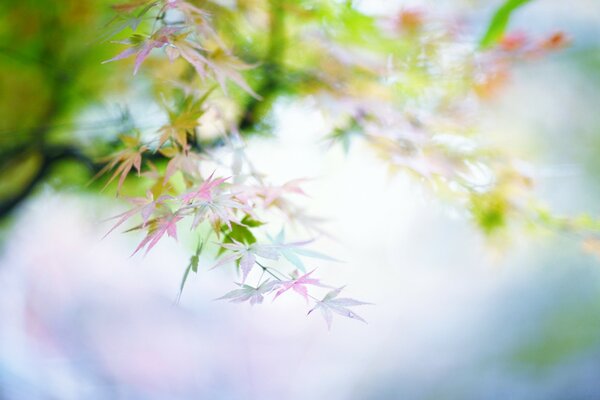 Macro shooting of a multicolored flower