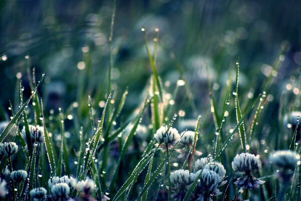 Grass in nature under macro photography