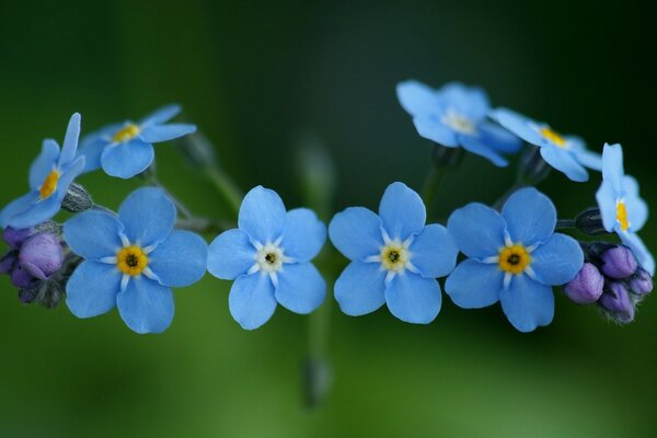 Blühende blaue Blütenblätter