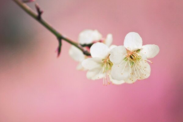 Blühender Apfelbaum auf rosa Hintergrund